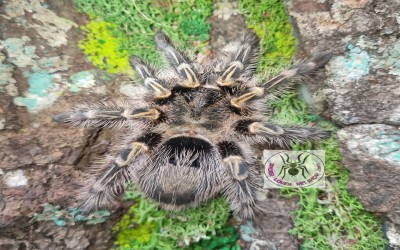 grammostola pulchripes Juvenile tarantula